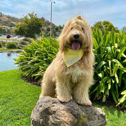 The Shaggy Chic